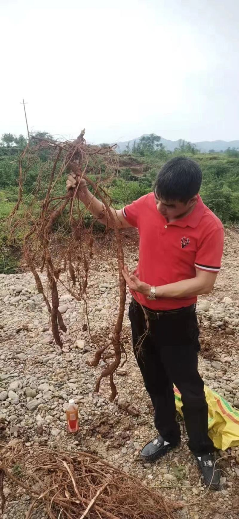 高品质牛大力大量现货