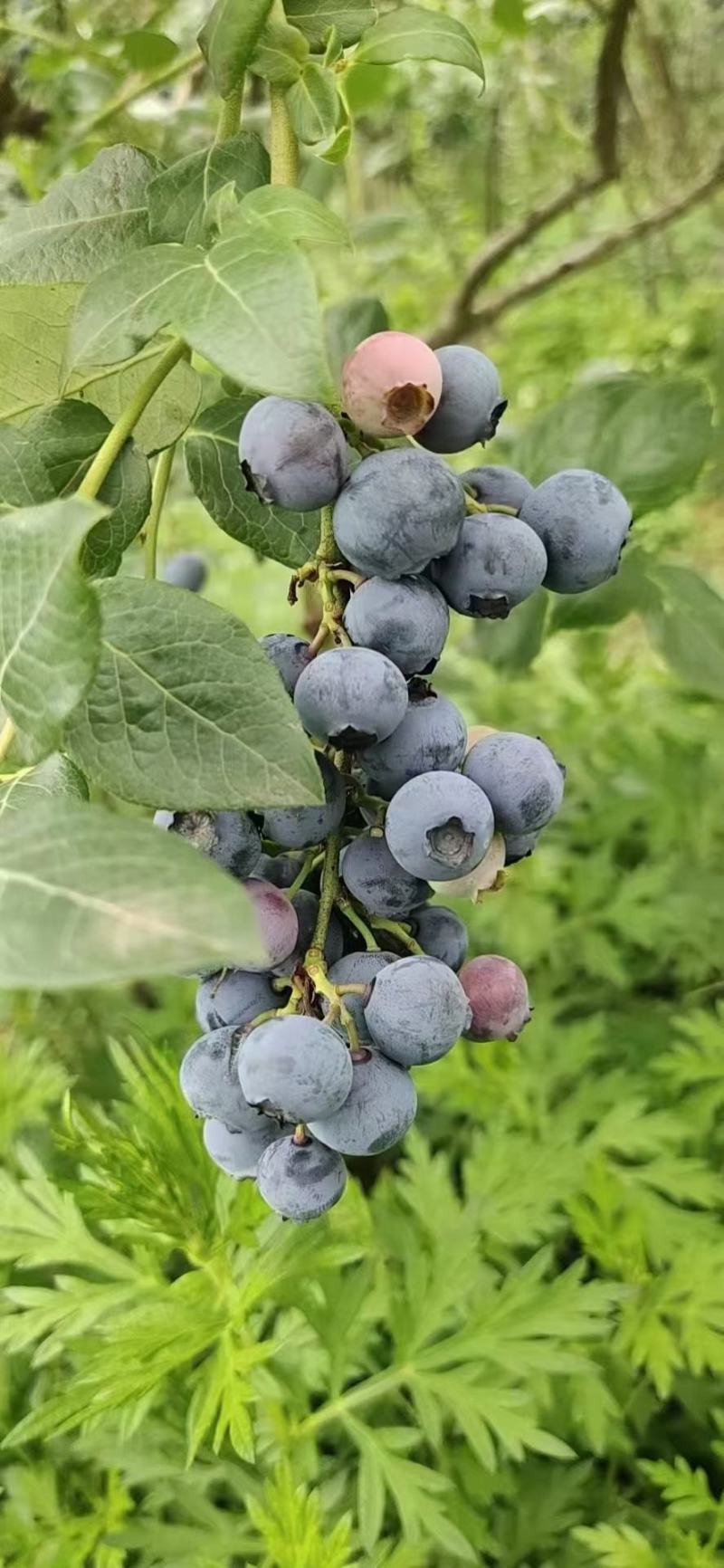 【一件代发】新鲜蓝莓，电商供应链，露天蓝莓，电商