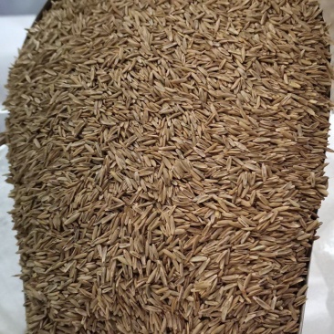 多年生黑麦草养殖高产牧草