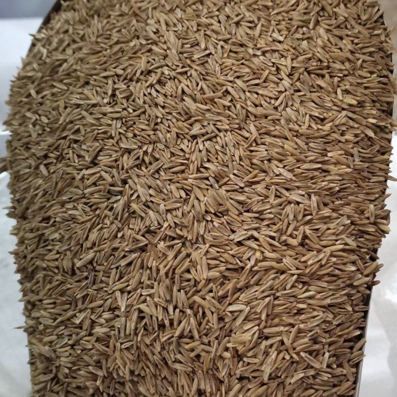 多年生黑麦草养殖高产牧草