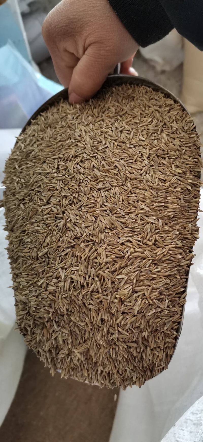 多年生黑麦草养殖高产牧草