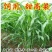 甜高粱梁养殖畜禽通用牧草