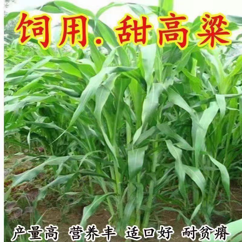 甜高粱梁养殖畜禽通用牧草