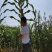 高丹草养殖畜禽统通用牧草