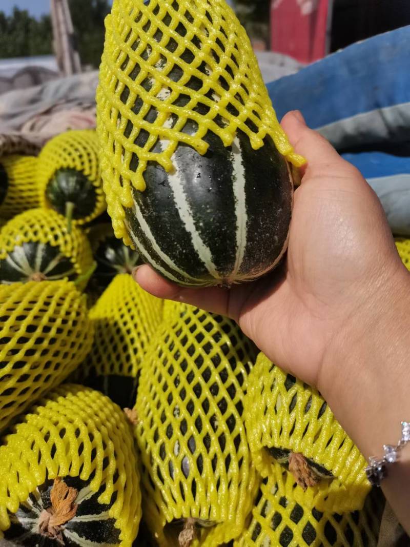 博洋甜瓜