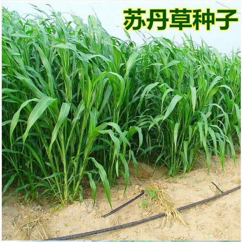 苏丹草养殖畜牧家禽都食用