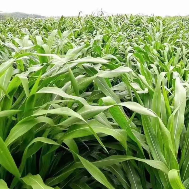 苏丹草养殖畜牧家禽都食用