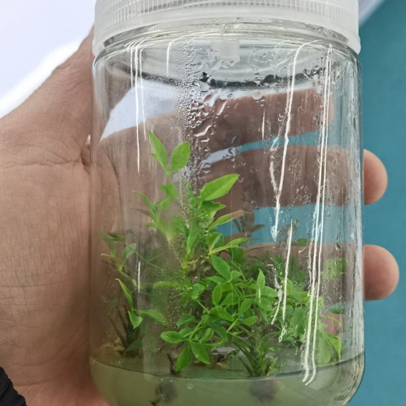 火焰南天竹组培苗，火焰南天竹穴盘苗，火焰南天竹工程苗。