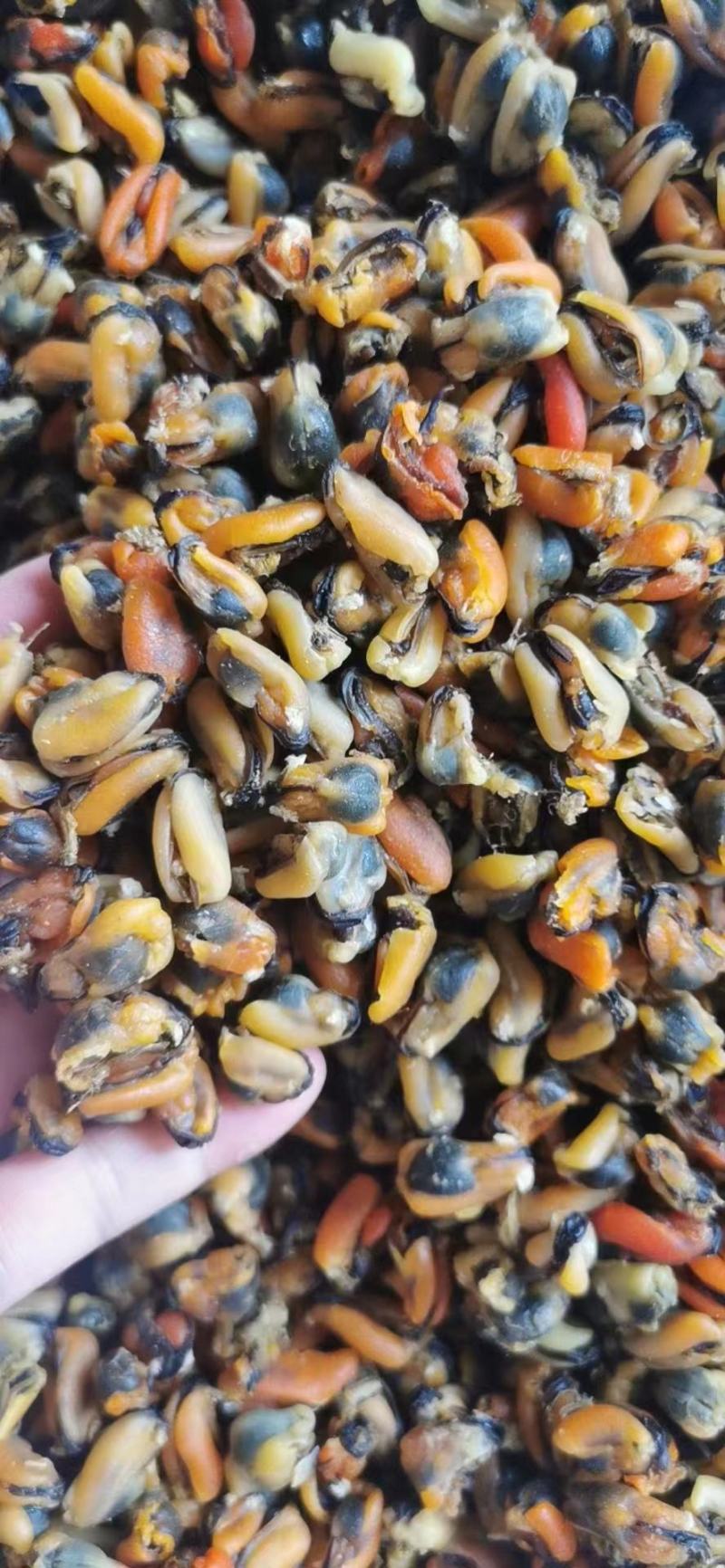 海虹干淡菜干青口贝大连精品淡菜干纯干货