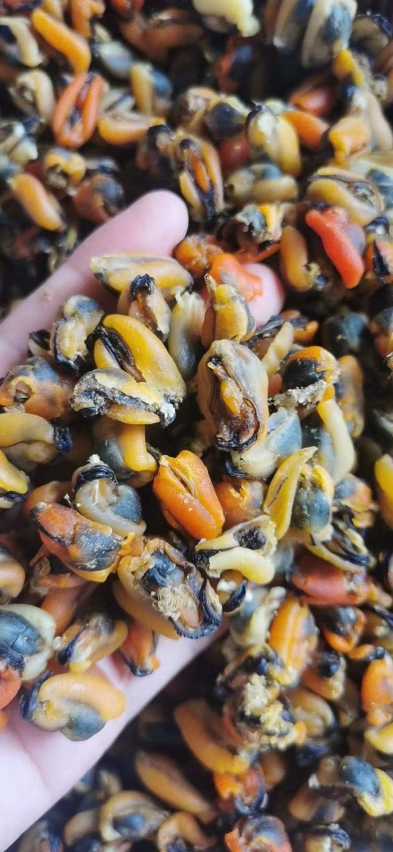 海虹干淡菜干青口贝大连精品淡菜干纯干货
