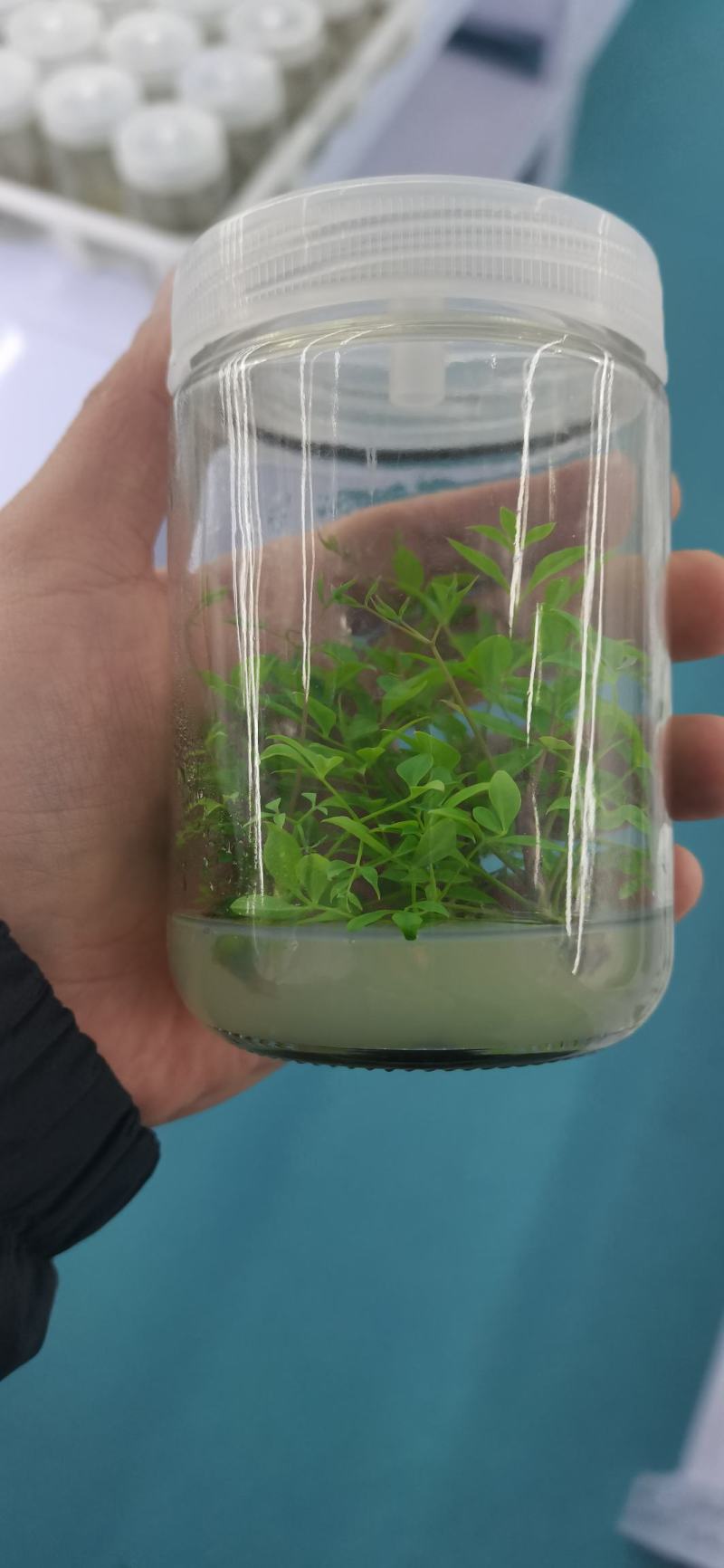 火焰南天竹组培苗，火焰南天竹穴盘苗，火焰南天竹工程苗。