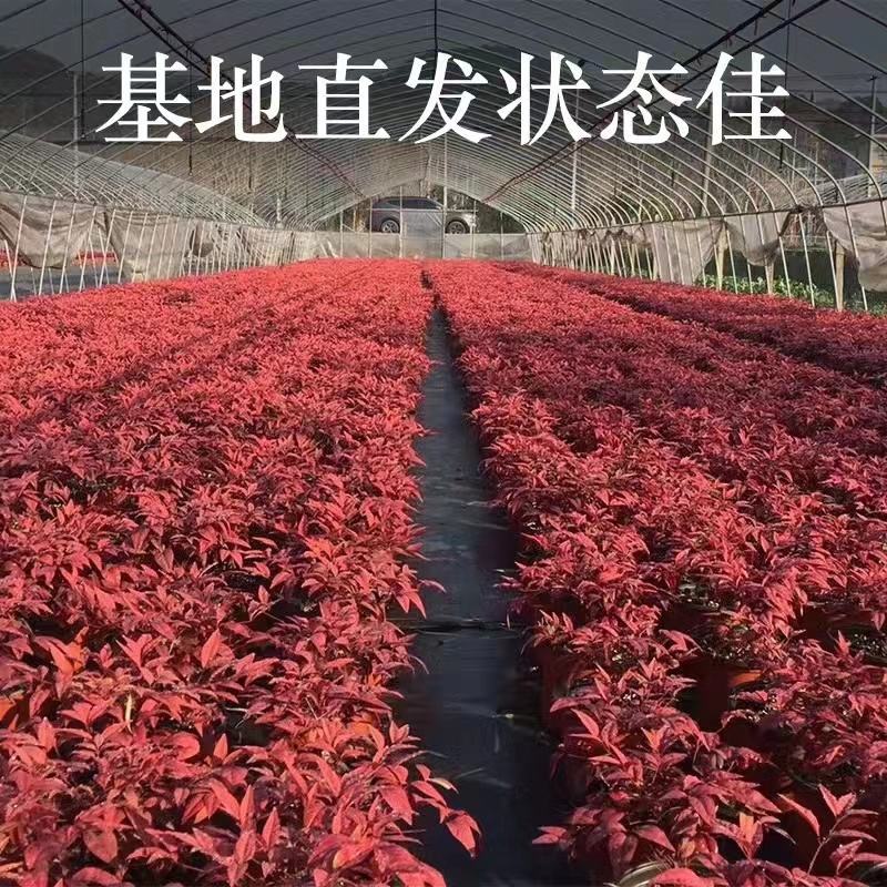 火焰南天竹组培苗，火焰南天竹穴盘苗，火焰南天竹工程苗。