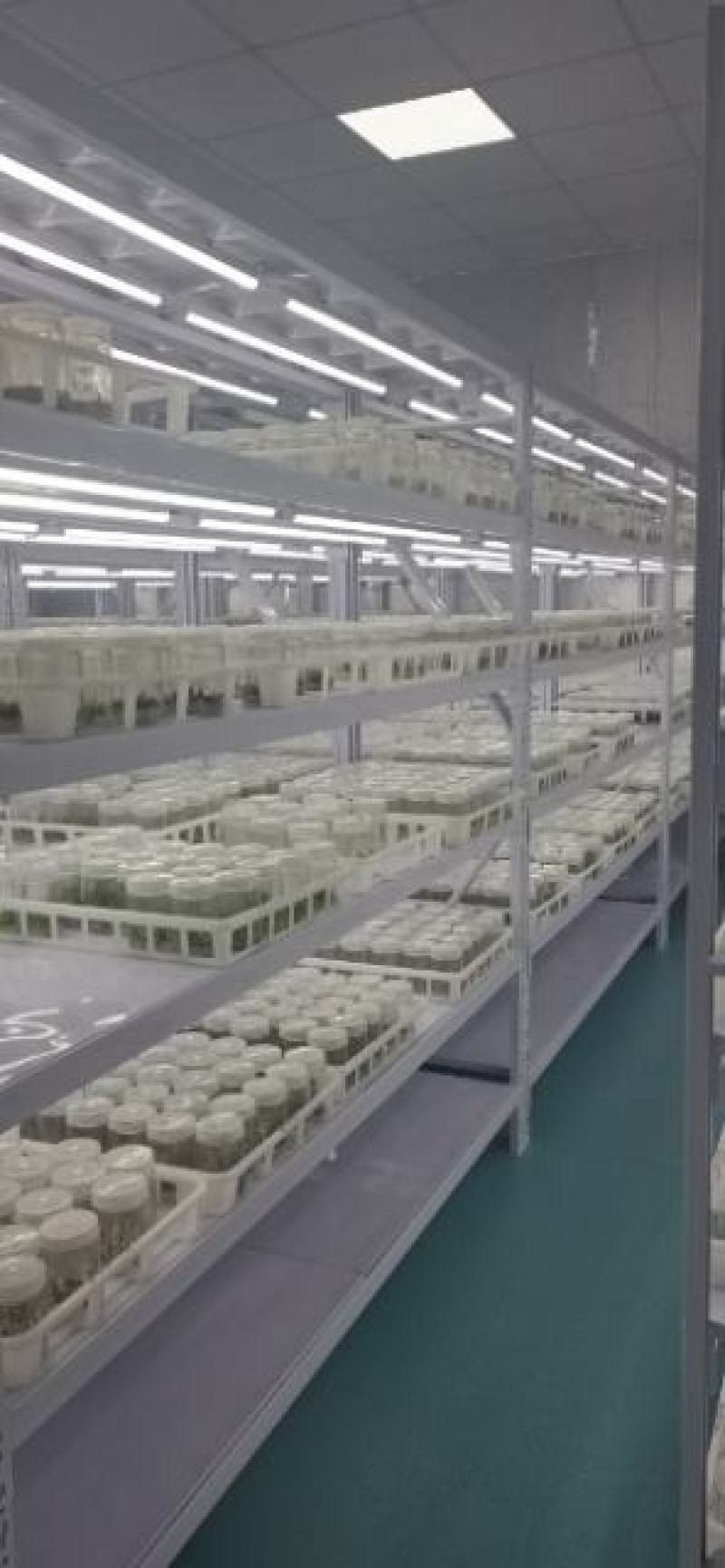 火焰南天竹组培苗，火焰南天竹穴盘苗，火焰南天竹工程苗。