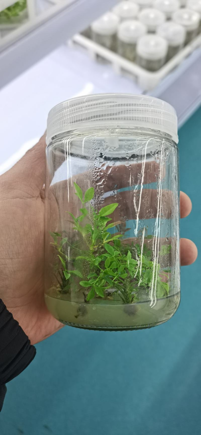 火焰南天竹组培苗，火焰南天竹穴盘苗，火焰南天竹工程苗。