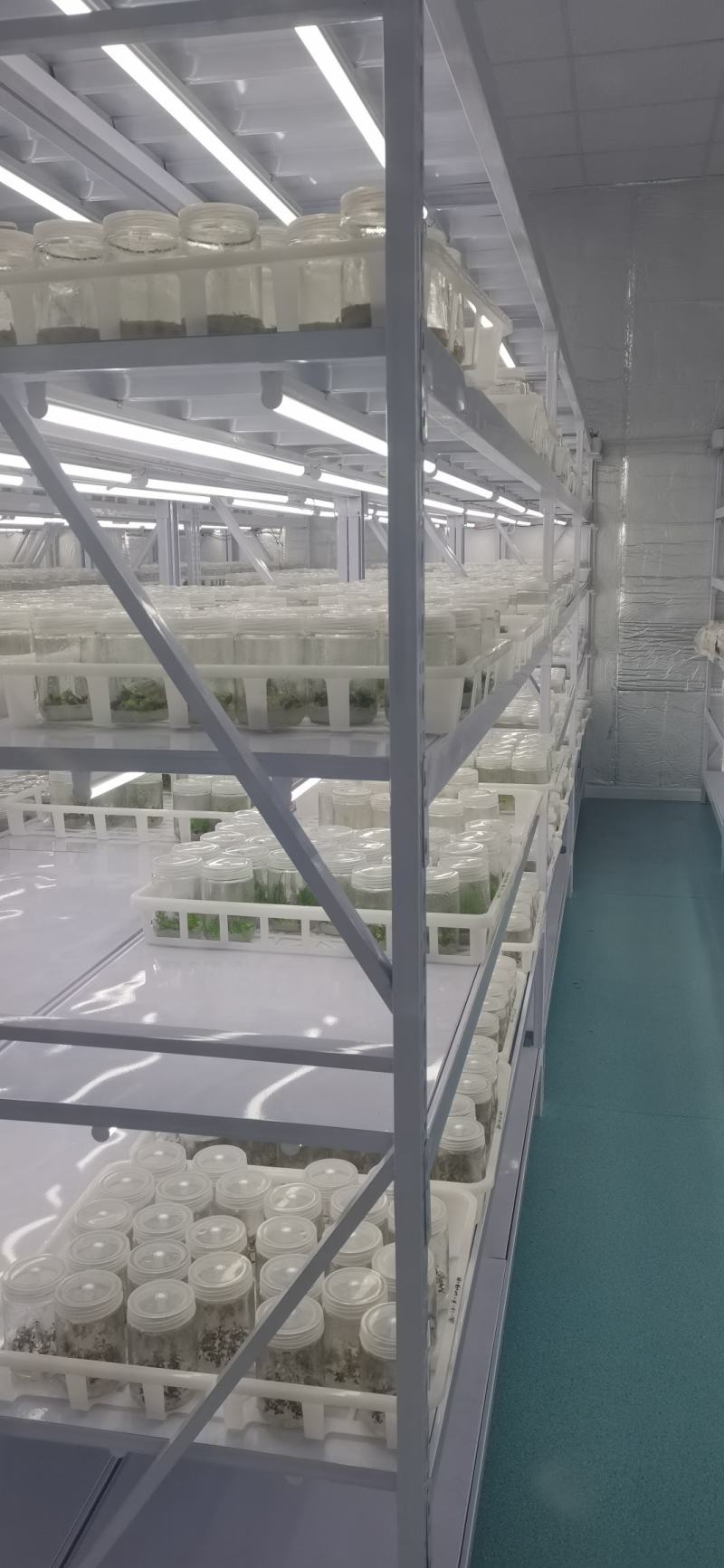 火焰南天竹组培苗，火焰南天竹穴盘苗，火焰南天竹工程苗。