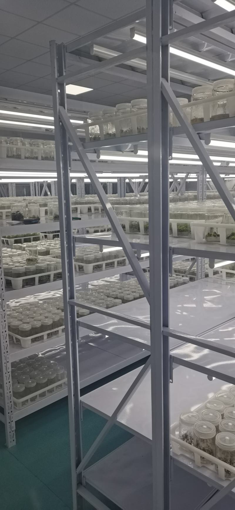 火焰南天竹组培苗，火焰南天竹穴盘苗，火焰南天竹工程苗。