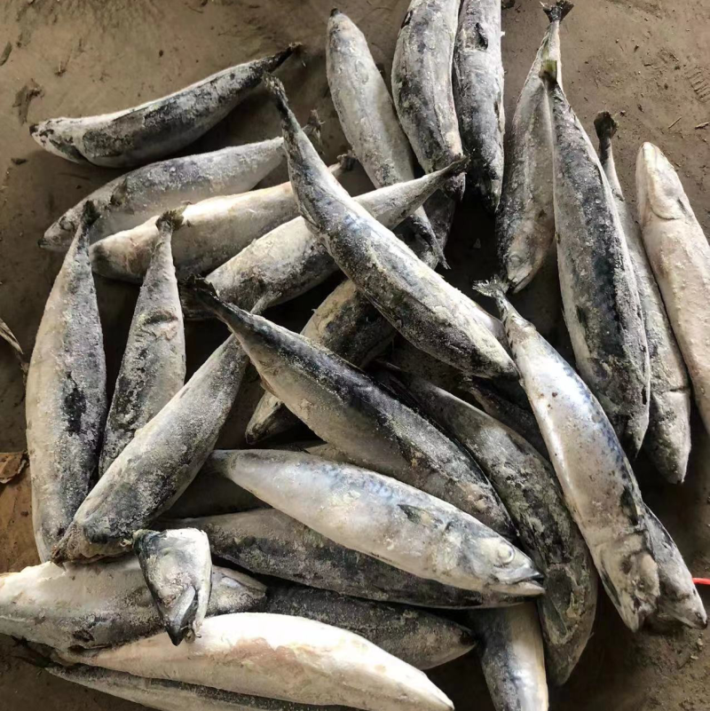 船冻青鱼100-300g不定重过磅