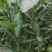 新品.台湾木瓜蜜丁苗（柳橙）橙苗.木瓜蜜丁果苗.质量保证