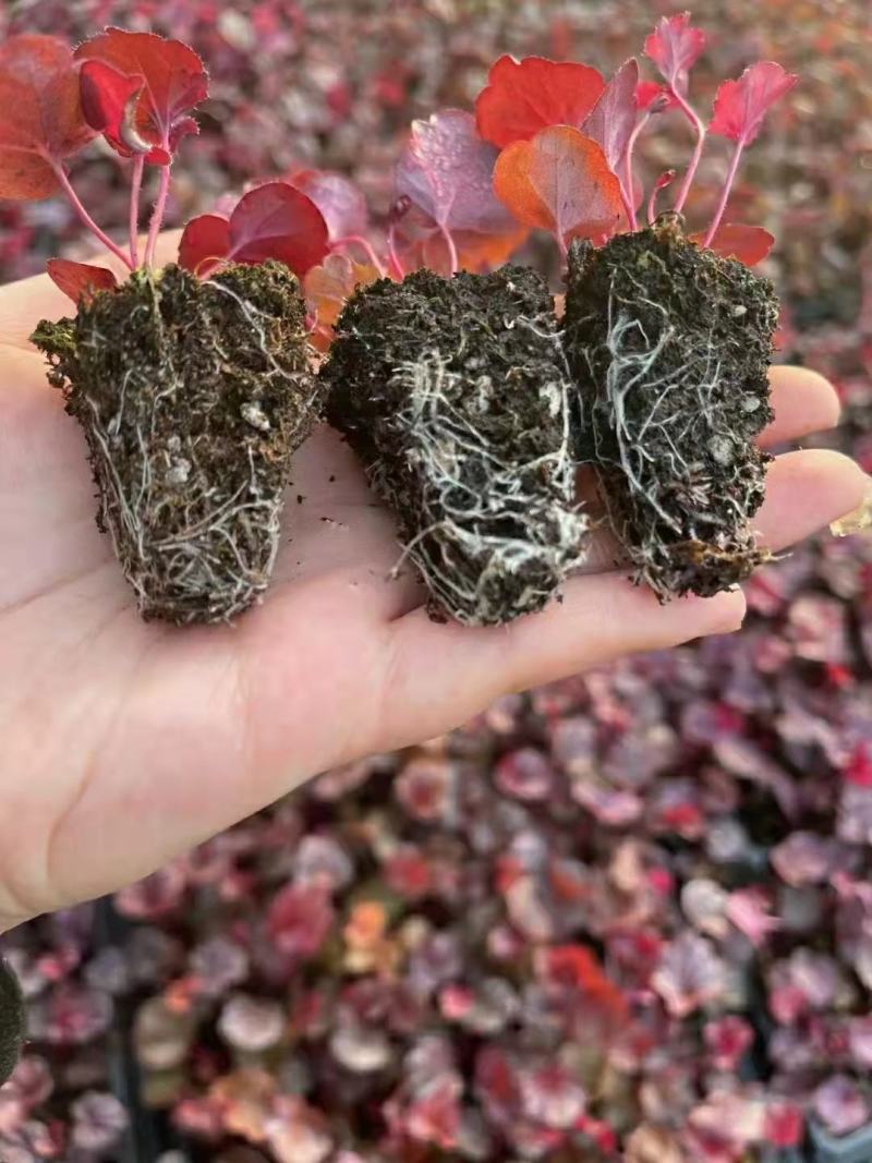 矾根，矾根小苗，矾根基地，成都矾根基地，矾根组培苗。