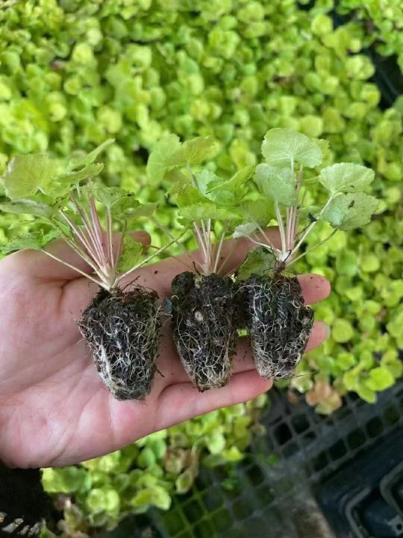 矾根，矾根小苗，矾根基地，成都矾根基地，矾根组培苗。