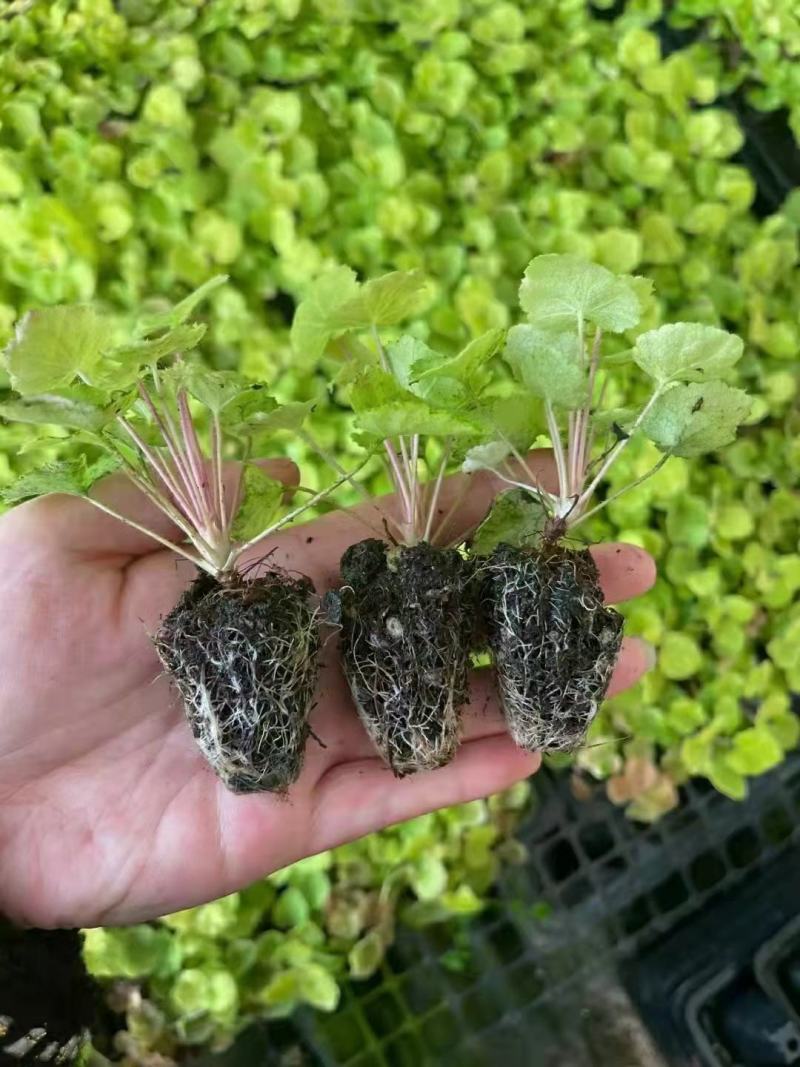 矾根，矾根小苗，矾根基地，成都矾根基地，矾根组培苗。