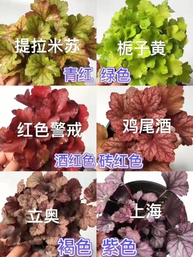 矾根，矾根小苗，矾根基地，成都矾根基地，矾根组培苗。