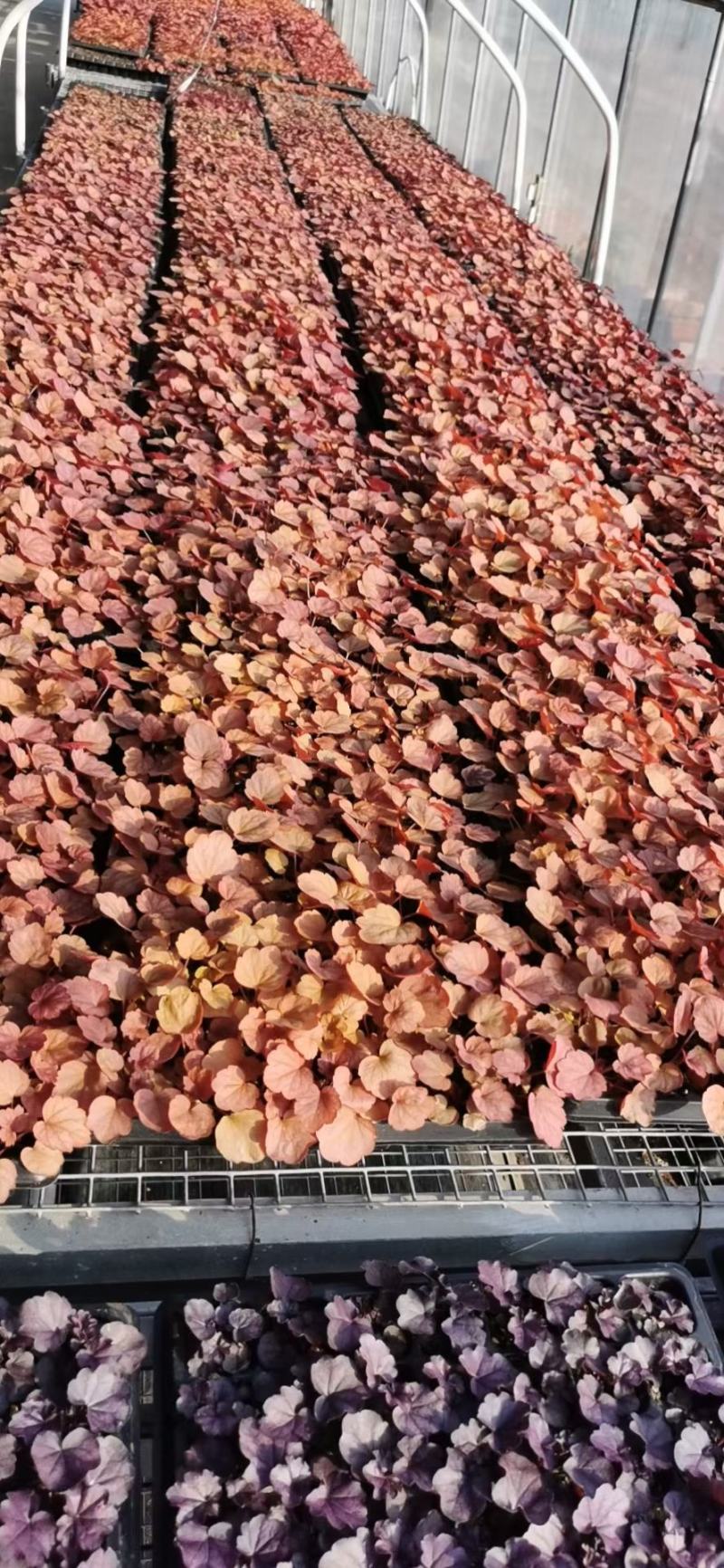 矾根，矾根小苗，矾根基地，成都矾根基地，矾根组培苗。