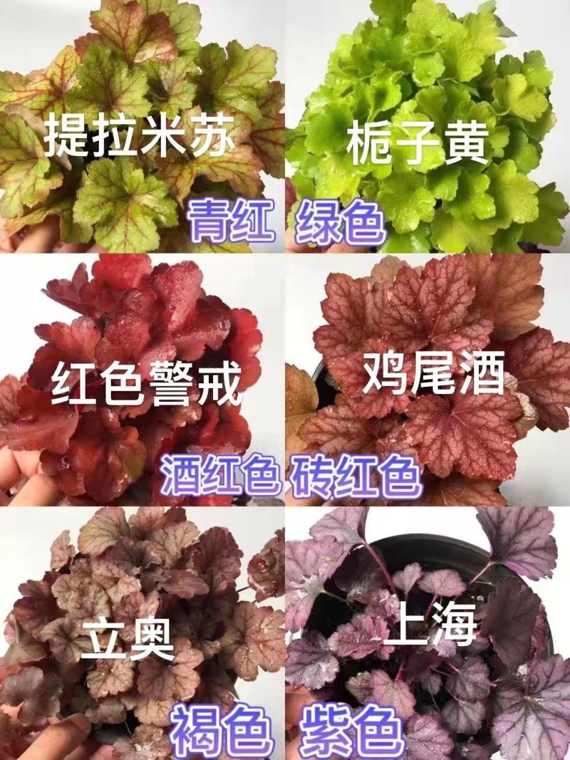 矾根，矾根小苗，矾根基地，成都矾根基地，矾根组培苗。