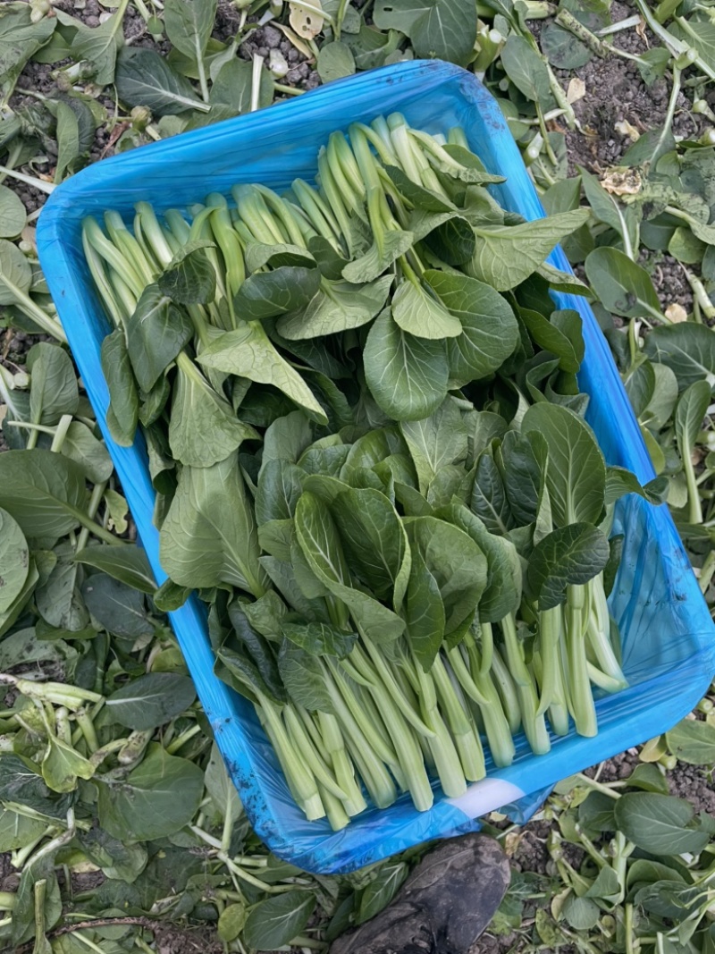 上海金山菜心，杭白菜，小青菜，芥蓝，一手货源，农户对接