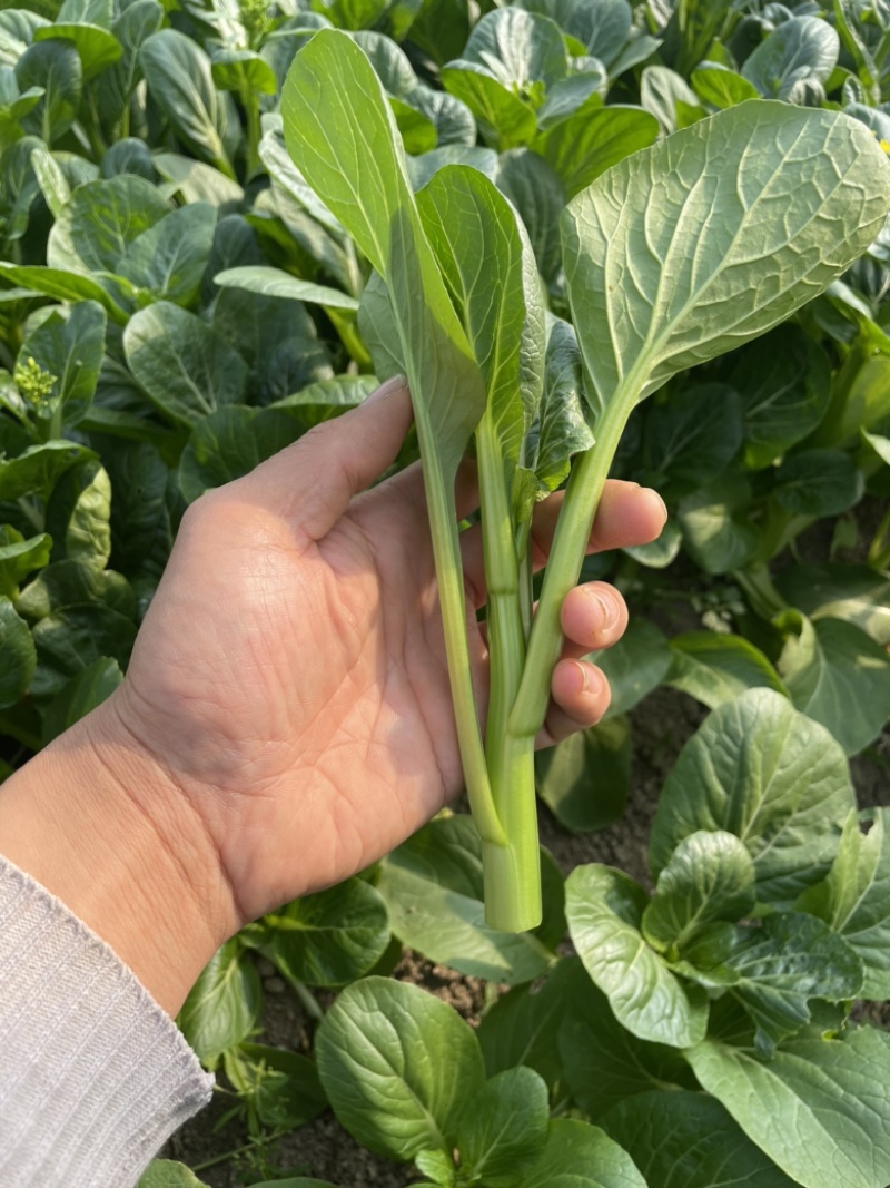 上海金山菜心，杭白菜，小青菜，芥蓝，一手货源，农户对接