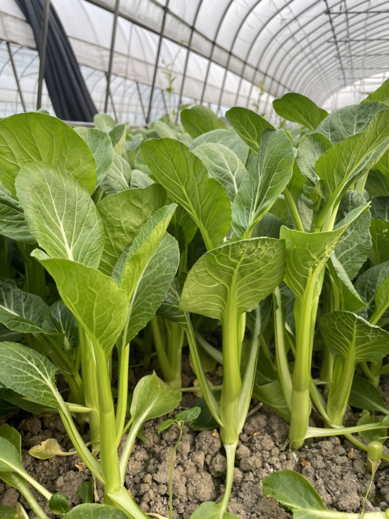 上海金山菜心，杭白菜，小青菜，芥蓝，一手货源，农户对接