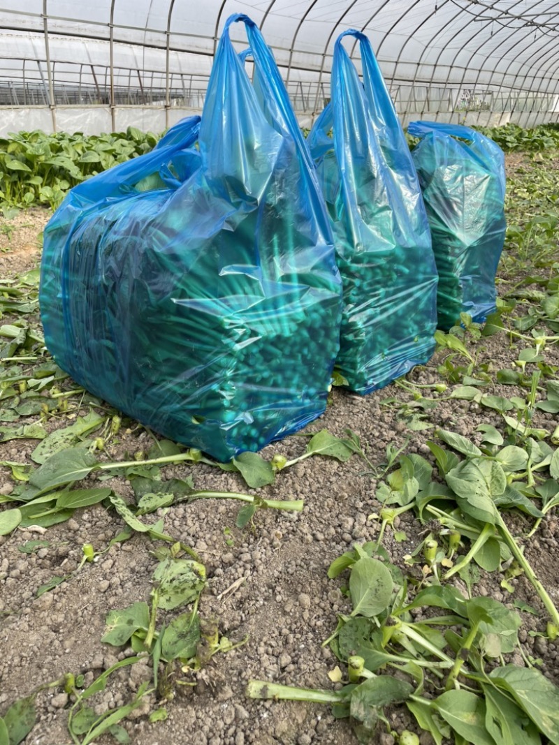 上海金山菜心，杭白菜，小青菜，芥蓝，一手货源，农户对接