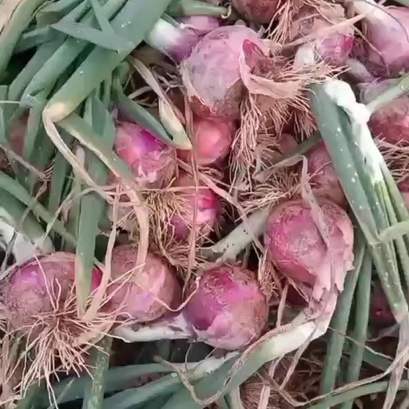 精品洋葱，产地直供，质优价廉，真实报价，每天更新