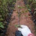 40杆水红袋苗量大欢迎来电订购苗农直销低价批发