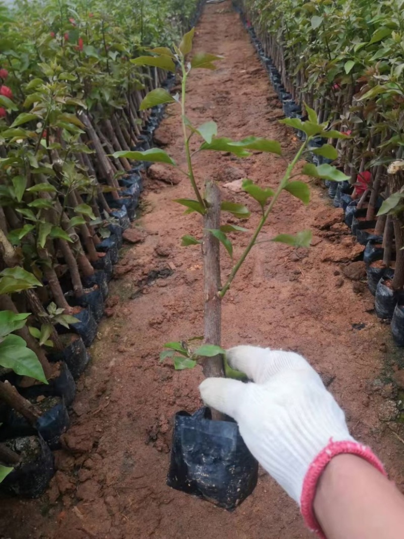 40杆水红袋苗量大欢迎来电订购苗农直销低价批发
