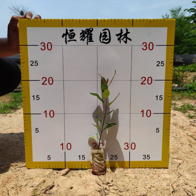【尤加利桉树白柴油树】各种规格欢迎合作洽谈