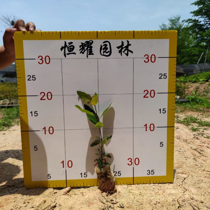 【尤加利桉树白柴油树】各种规格欢迎合作洽谈