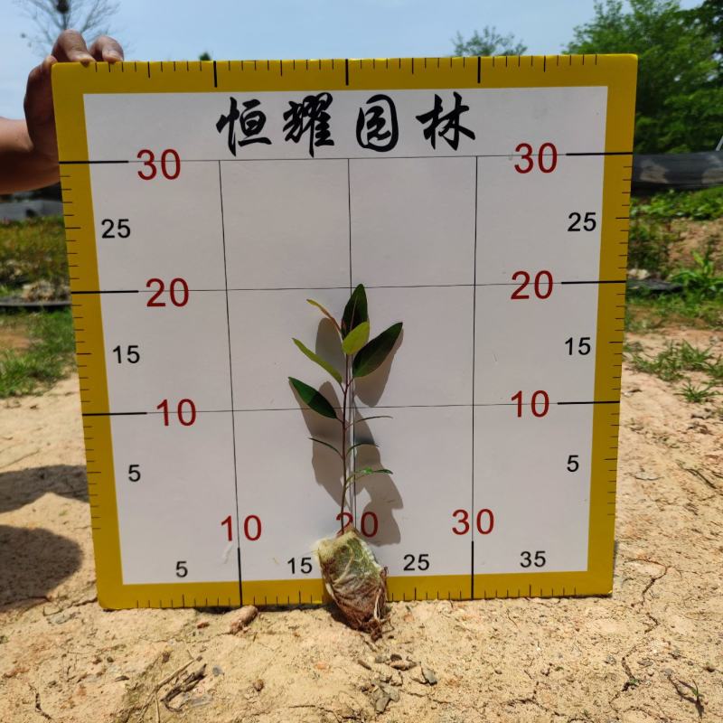 【尤加利桉树白柴油树】各种规格欢迎合作洽谈