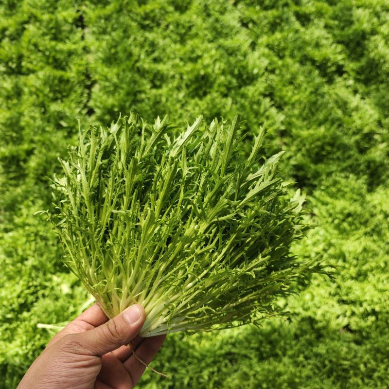苦菊