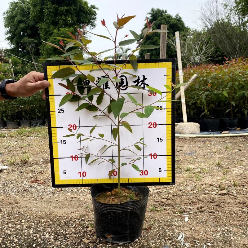 【尤加利桉树白柴油树】各种规格欢迎合作洽谈