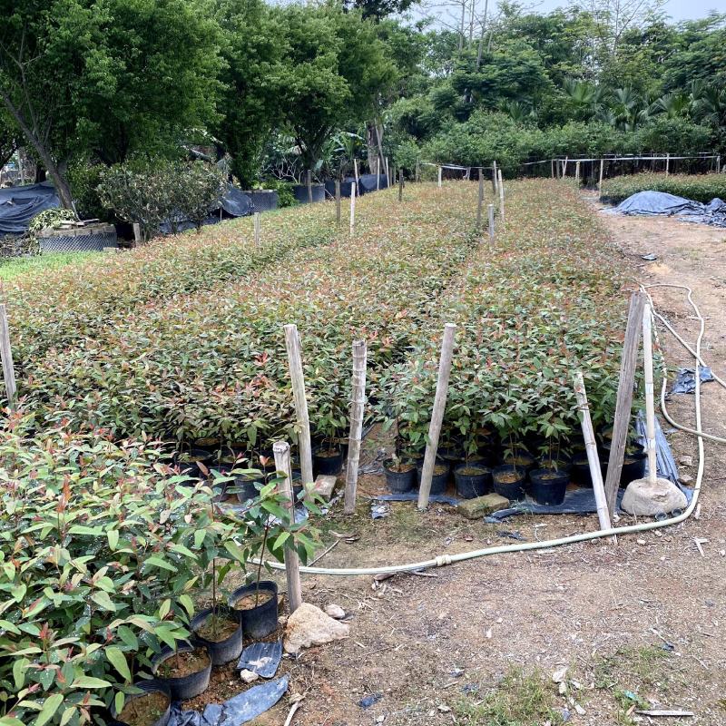 【尤加利桉树白柴油树】各种规格欢迎合作洽谈