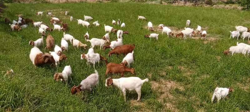 烤全羊用