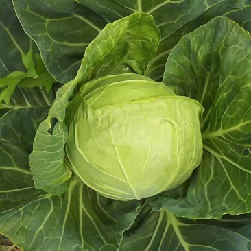 兰州甘蓝