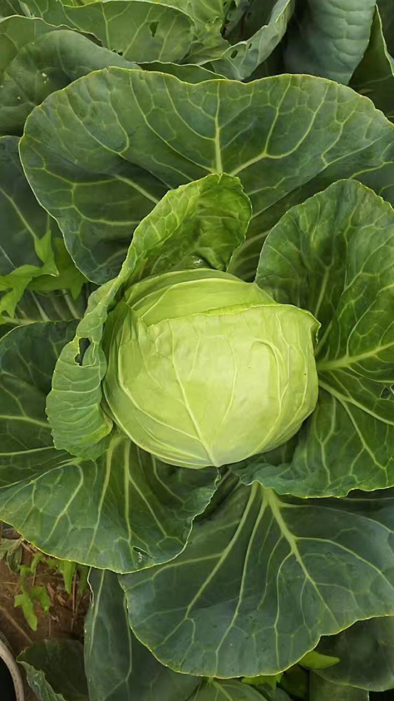 兰州甘蓝