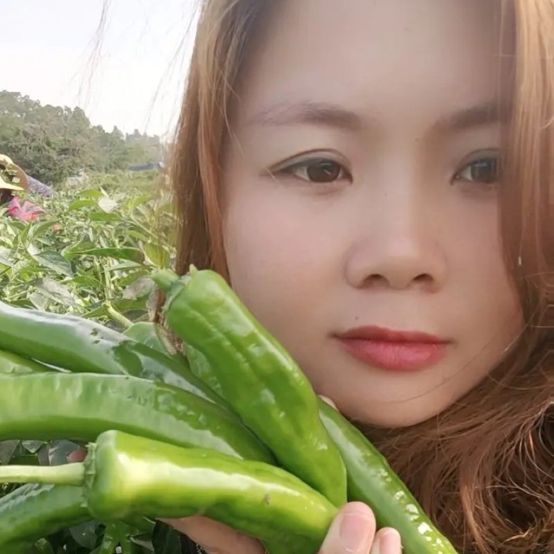 新鲜辣椒产地，8号线椒，罗线椒，2号杭椒大量有货