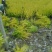 基地出售金冠女贞30-40厘米高有4万棵