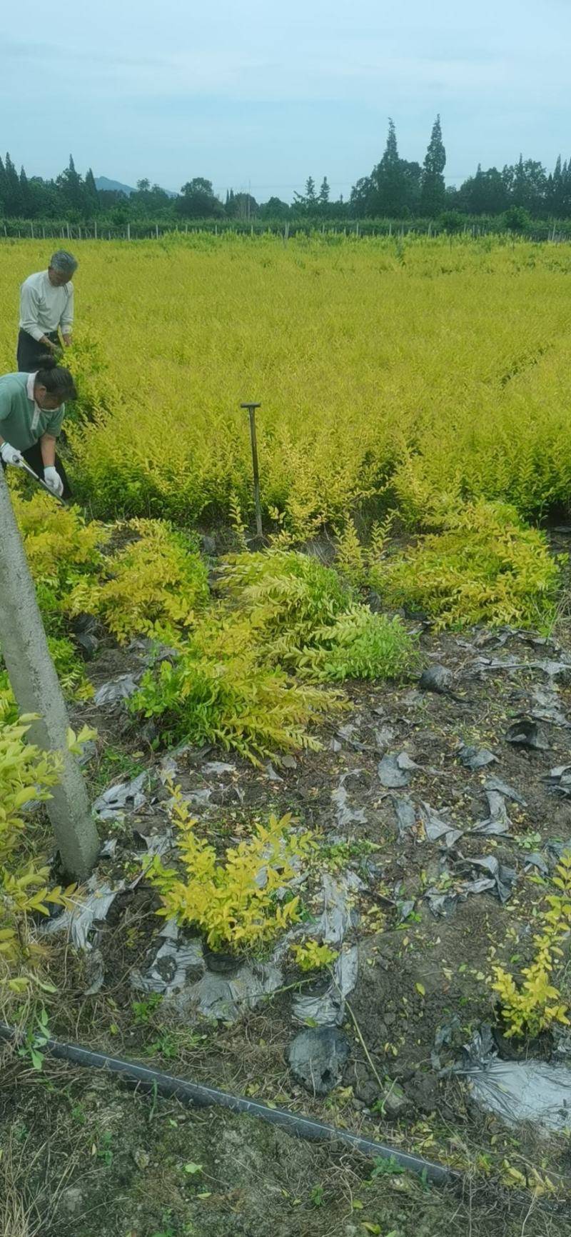 基地出售金冠女贞30-40厘米高有4万棵