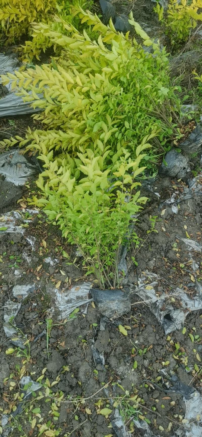 基地出售金冠女贞30-40厘米高有4万棵