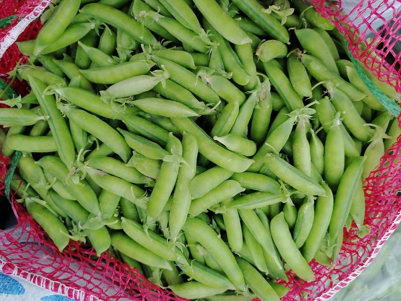 【精品】商丘豌豆荚（中豌6号、9号）早熟品种，籽粒饱满