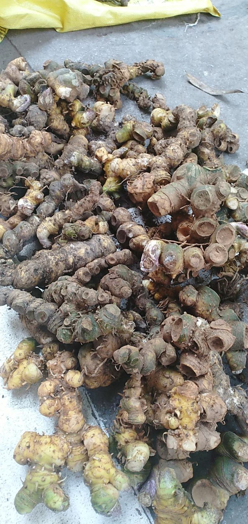 黄精中药材姜型黄精